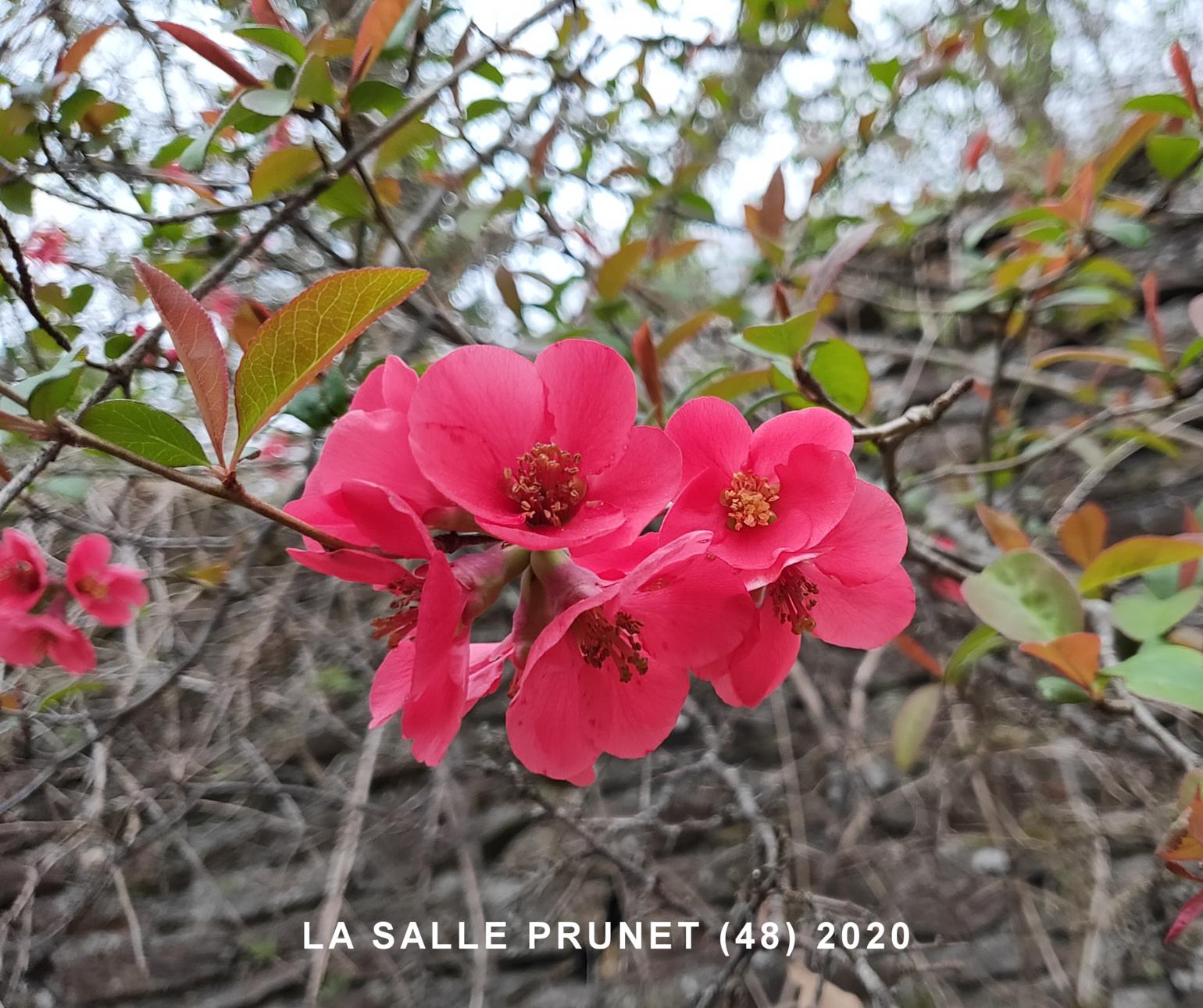 Quince, Japanese